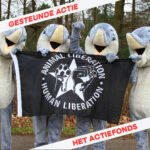 Vier mensen in dolfijnenpak houden vlag vast met daarop "Animal liberation, Human liberation." In de hoeken staat er in rood op een wit achtergrond "Gesteunde Actie, Het Actiefonds"